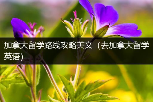 加拿大留学路线攻略英文（去加拿大留学英语）