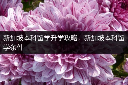 新加坡本科留学升学攻略，新加坡本科留学条件