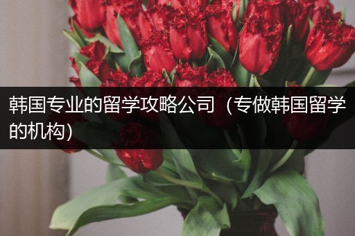 韩国专业的留学攻略公司（专做韩国留学的机构）