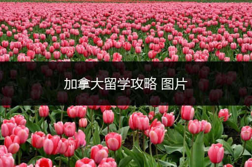 加拿大留学攻略 图片