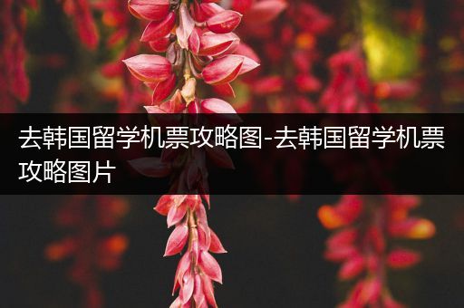 去韩国留学机票攻略图-去韩国留学机票攻略图片