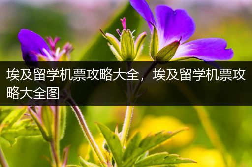 埃及留学机票攻略大全，埃及留学机票攻略大全图