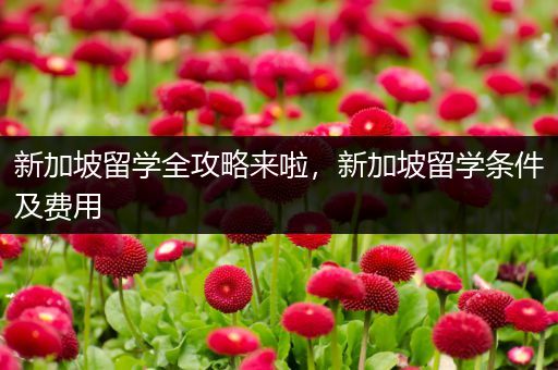 新加坡留学全攻略来啦，新加坡留学条件及费用