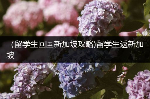 （留学生回国新加坡攻略)留学生返新加坡