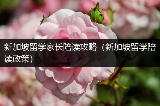 新加坡留学家长陪读攻略（新加坡留学陪读政策）