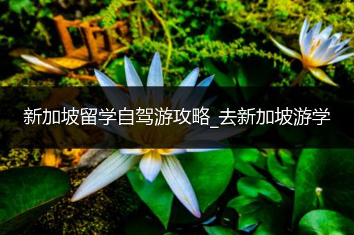 新加坡留学自驾游攻略_去新加坡游学