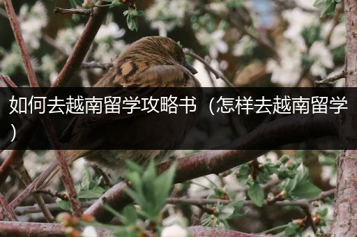 如何去越南留学攻略书（怎样去越南留学）
