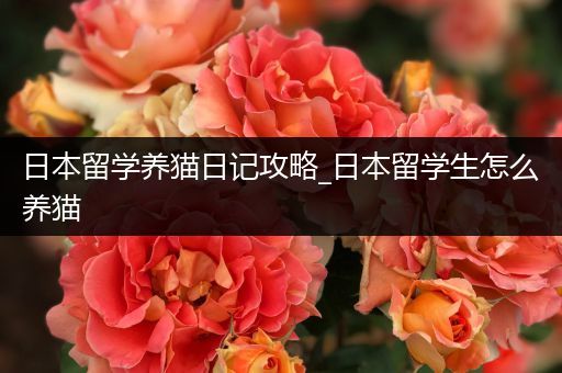 日本留学养猫日记攻略_日本留学生怎么养猫