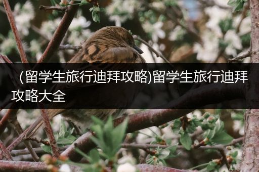 （留学生旅行迪拜攻略)留学生旅行迪拜攻略大全