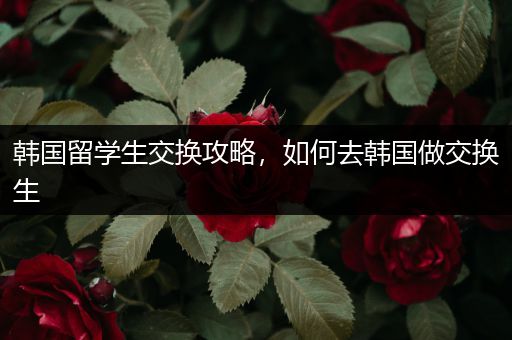 韩国留学生交换攻略，如何去韩国做交换生