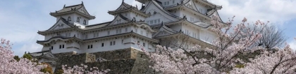 満开开花：来了来了，2024日本樱花花期各地「满开日」